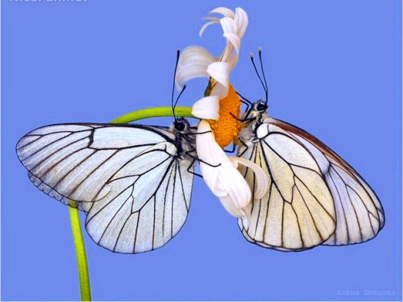 Two White Butterflies — Blue