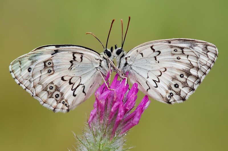 Two White Butterflies — Calm, Afternoon, Photograph