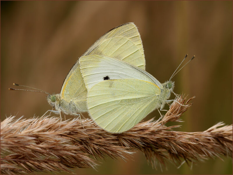 Two White Butterflies — Calm, Afternoon