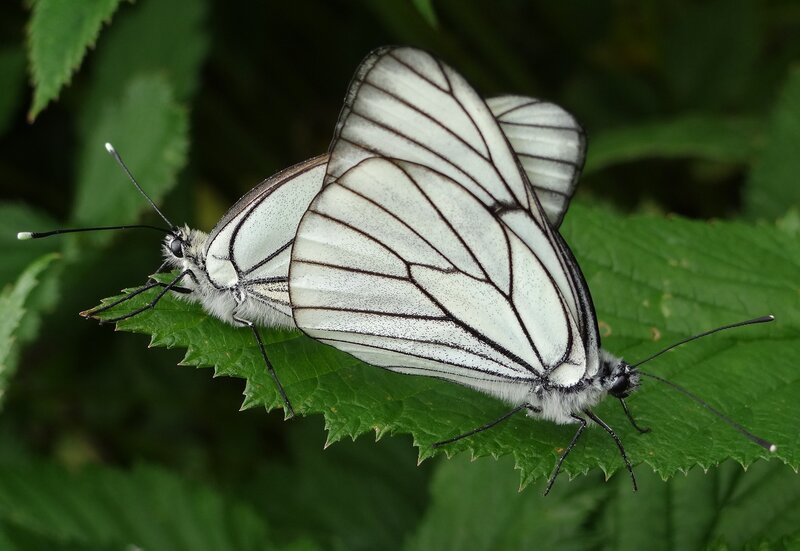 Two White Butterflies — Calm, Photograph