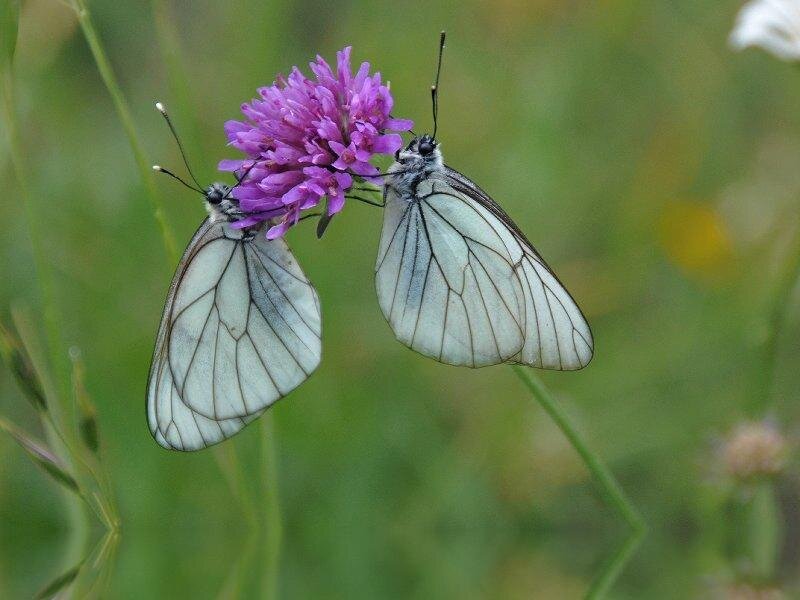 Two White Butterflies — Calm