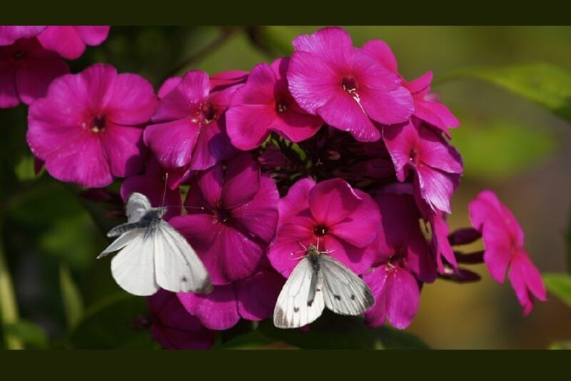Two White Butterflies — Pink