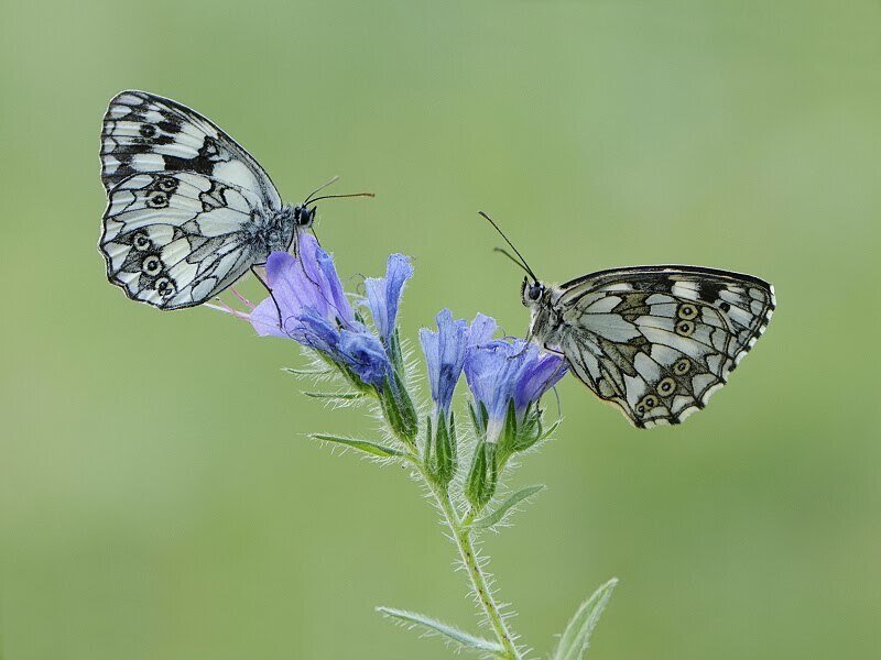 Two White Butterflies — Purple
