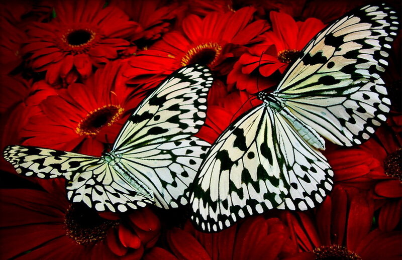 Two White Butterflies — Red
