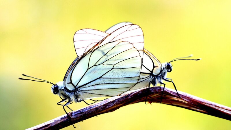 Two White Butterflies — Serene, Afternoon