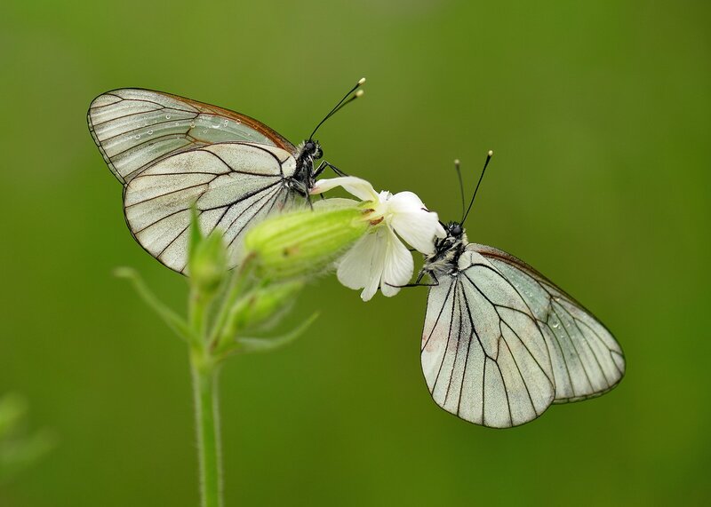 Two White Butterflies — Serene