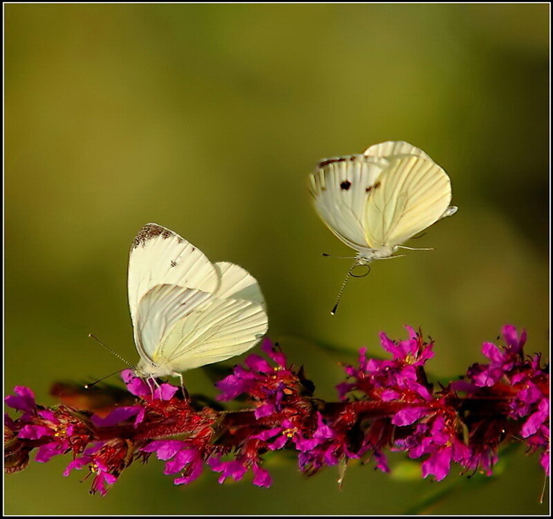 Two White Butterflies