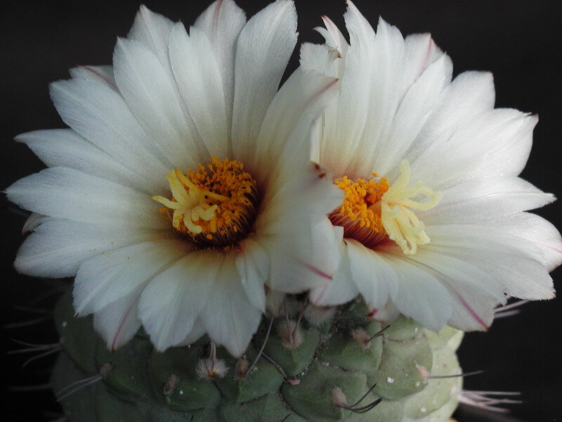 Two White Cactus Flowers — Serene