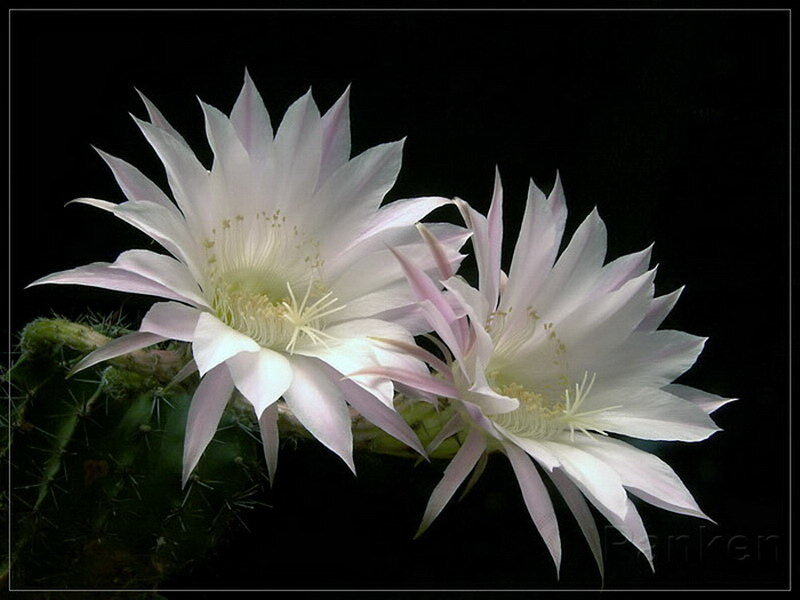 Two white cactus flowers