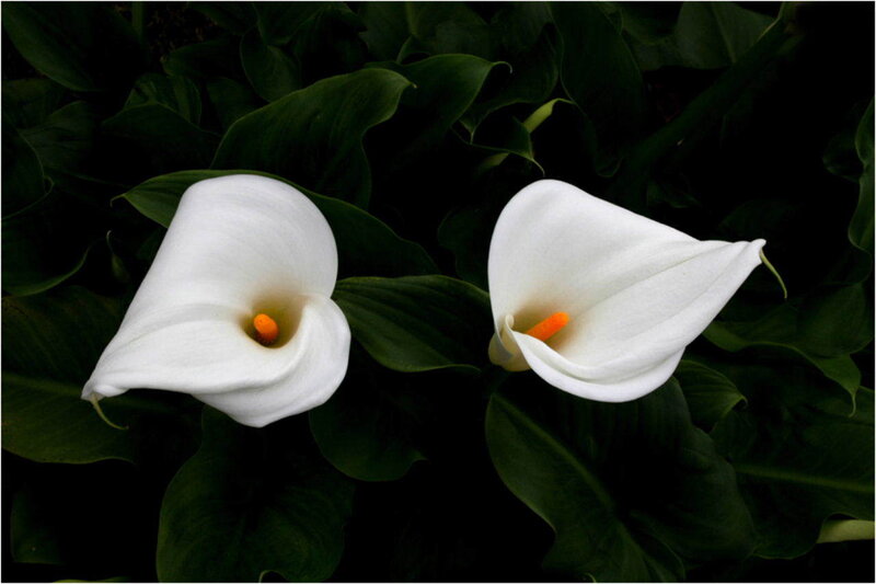Two white calla lilies in foliage