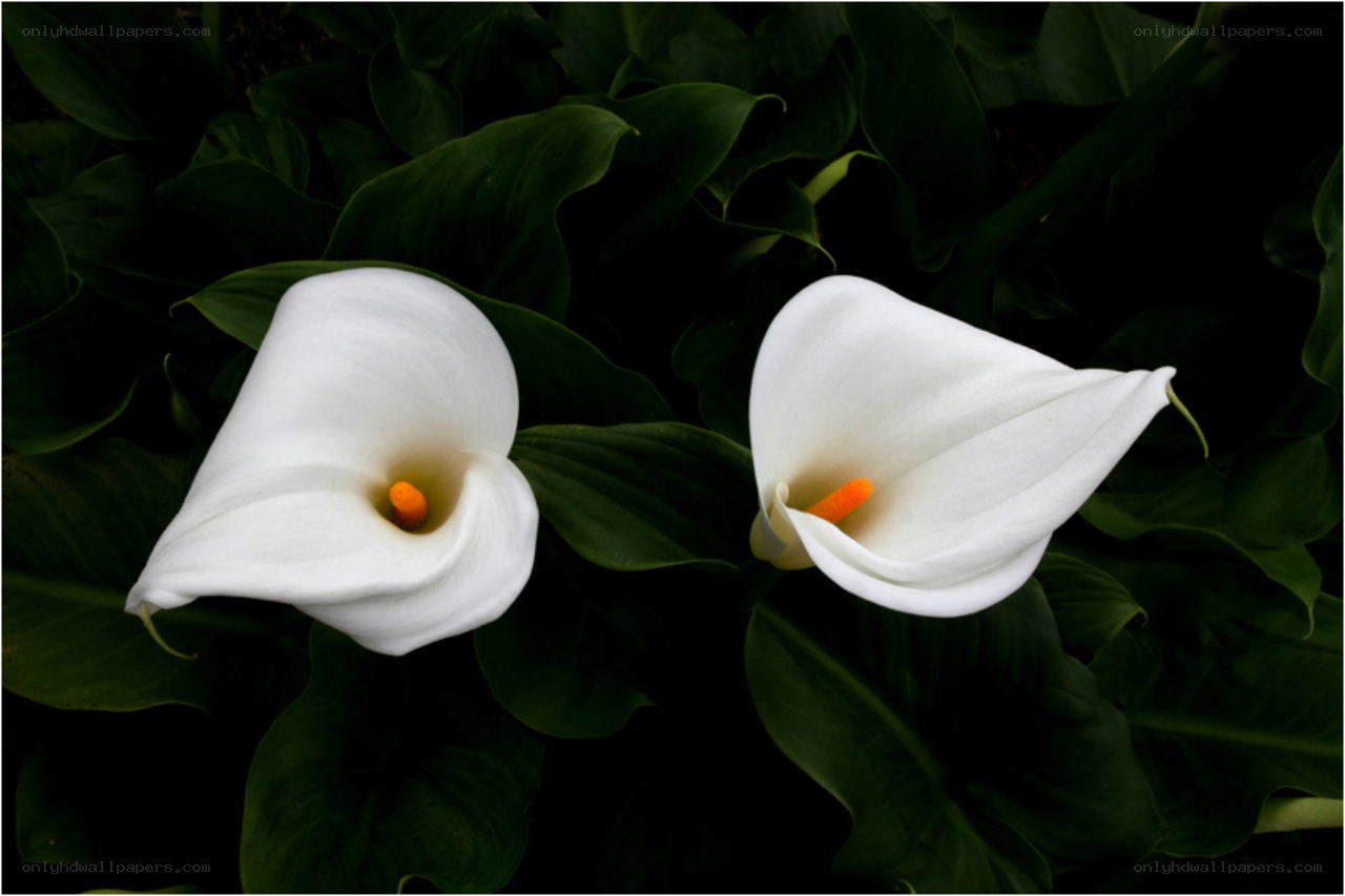 Two white calla lilies in foliage