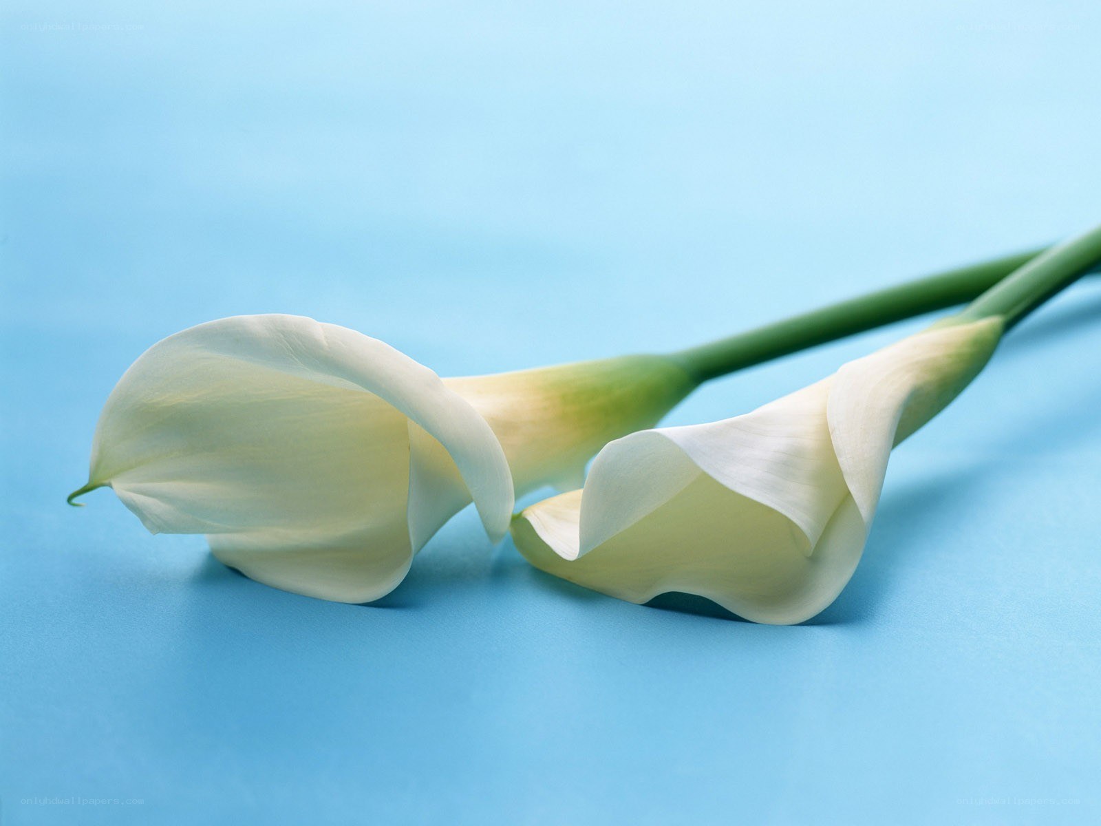Two white calla lilies on blue