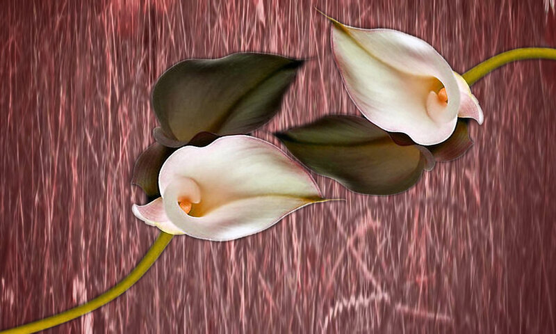 Two White Calla Lilies — Serene