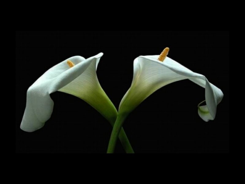 Two White Calla Lilies
