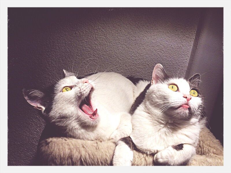 Two White Cats — Calm, Photograph
