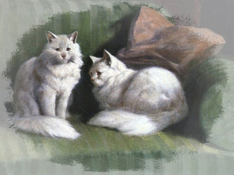 Two White Cats — Calm