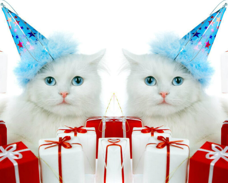 Two White Cats — Festive