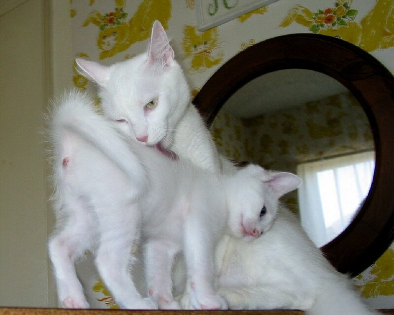 Two White Cats Grooming