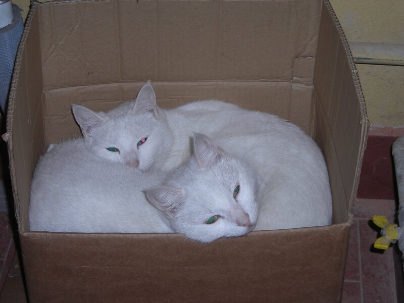 Two white cats in a box