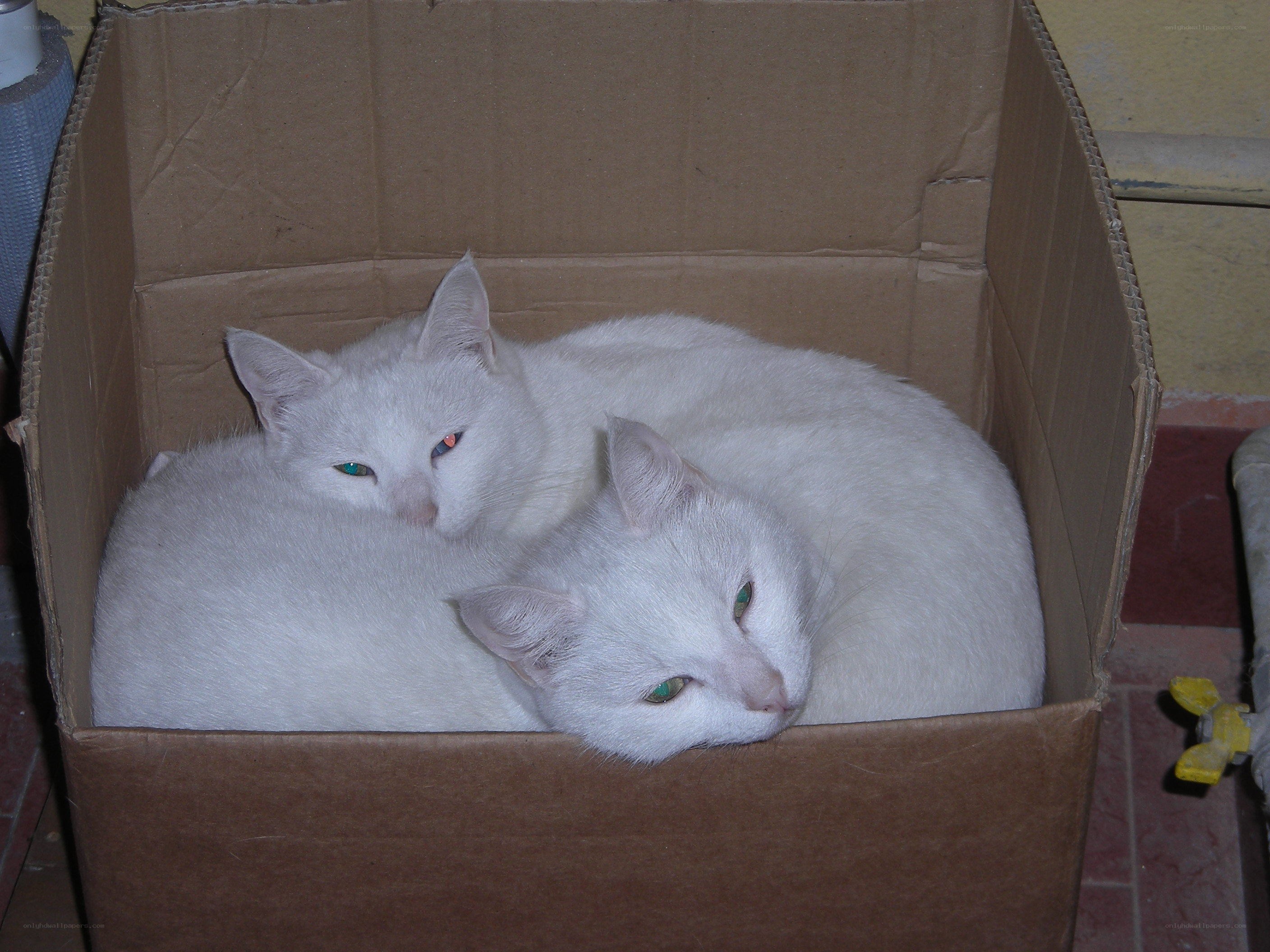 Two white cats in a box