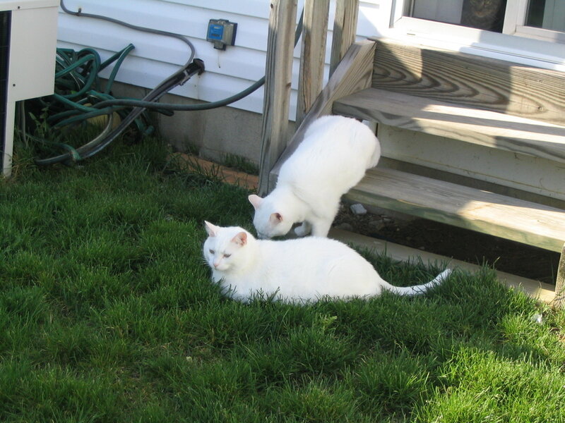 Two White Cats in Yard