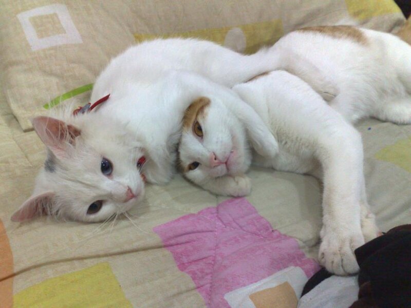 Two White Cats Lying