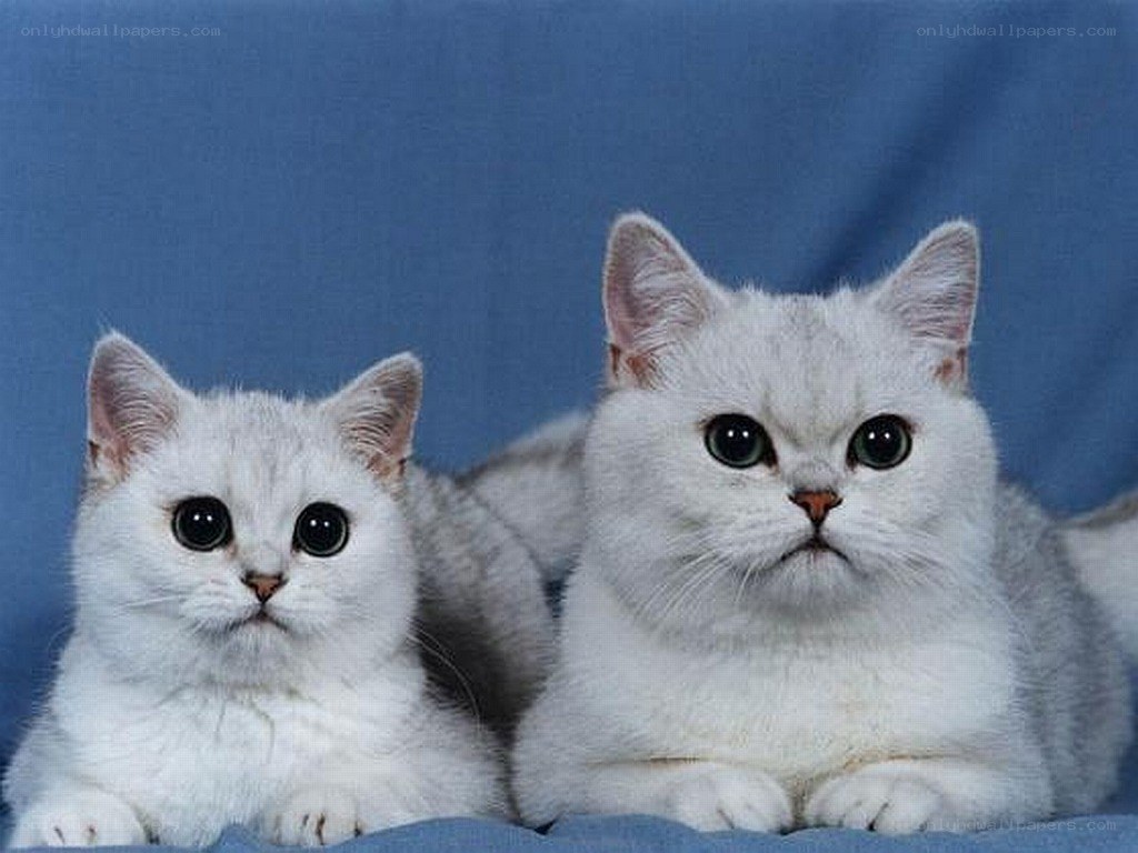 Two white cats on blue