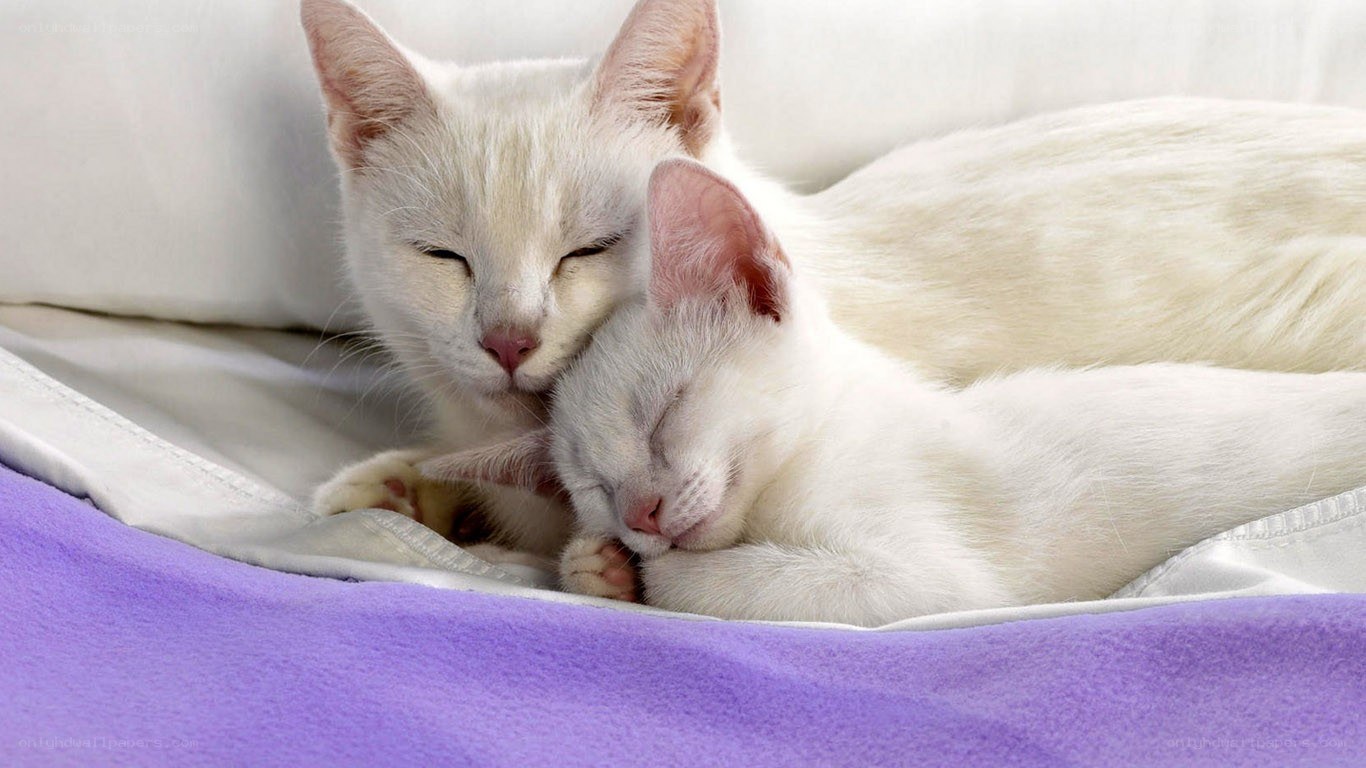 Two white cats sleeping together