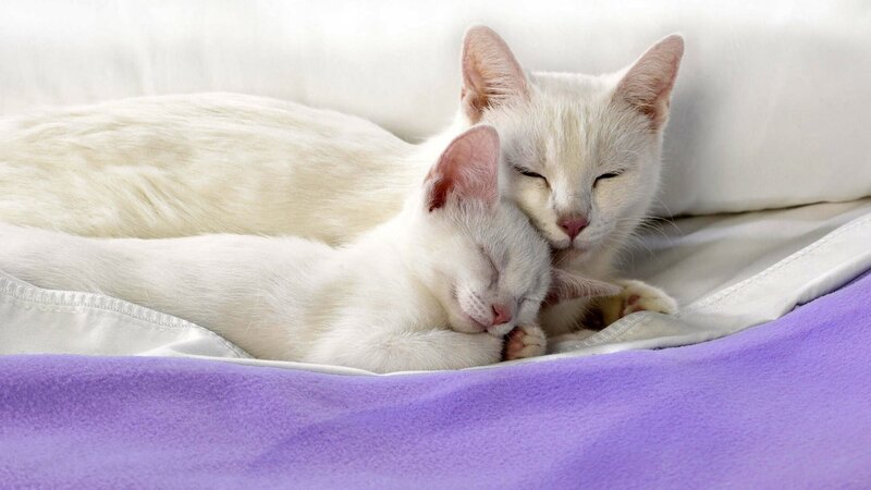 Two white cats sleeping together