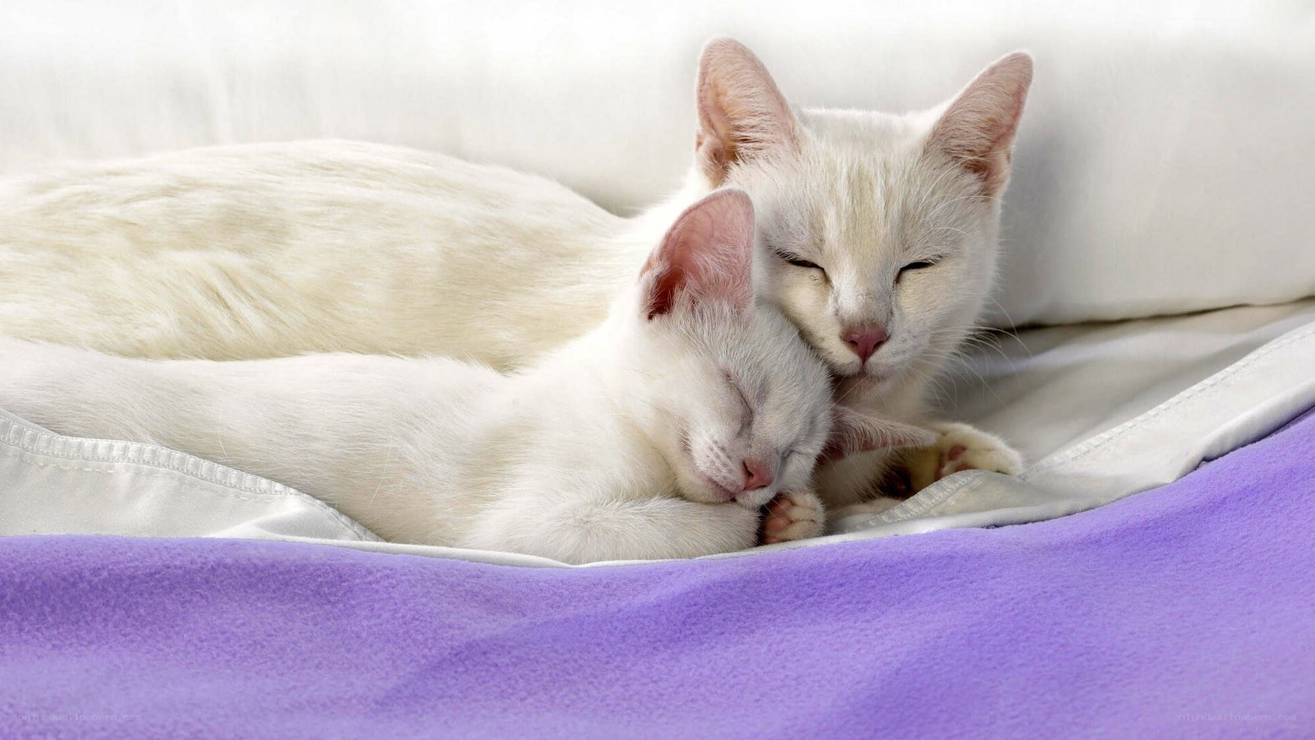 Two white cats sleeping together