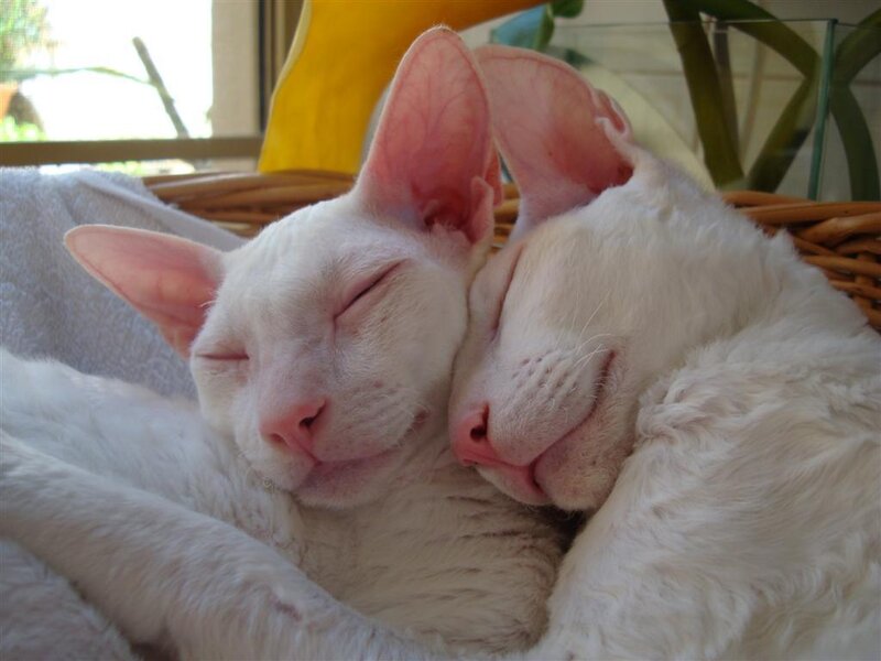 Two white cats sleeping together