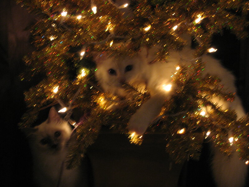 Two White Cats under Tree