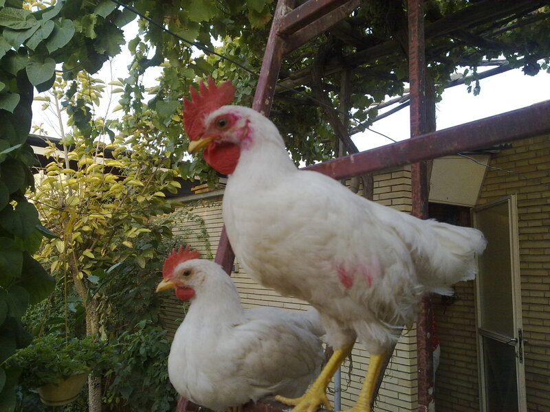 Two white chickens on a ladder