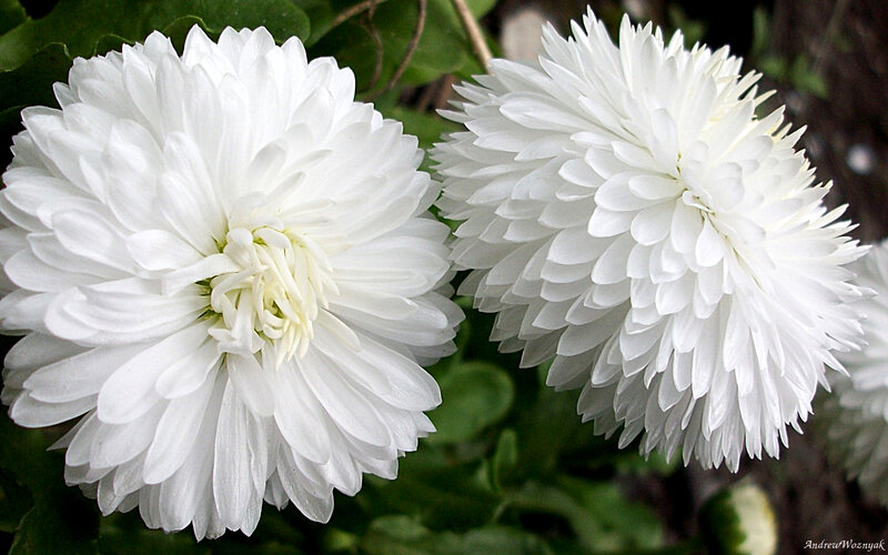 Two White Chrysanthemums