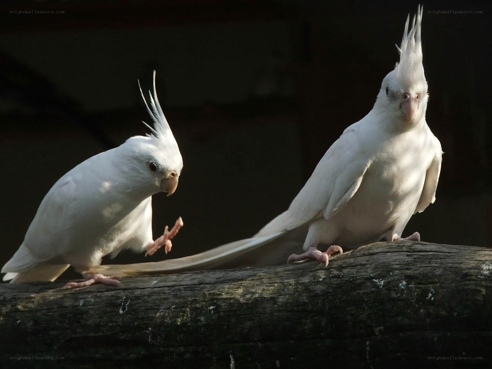 Two white cockatiels on a log
