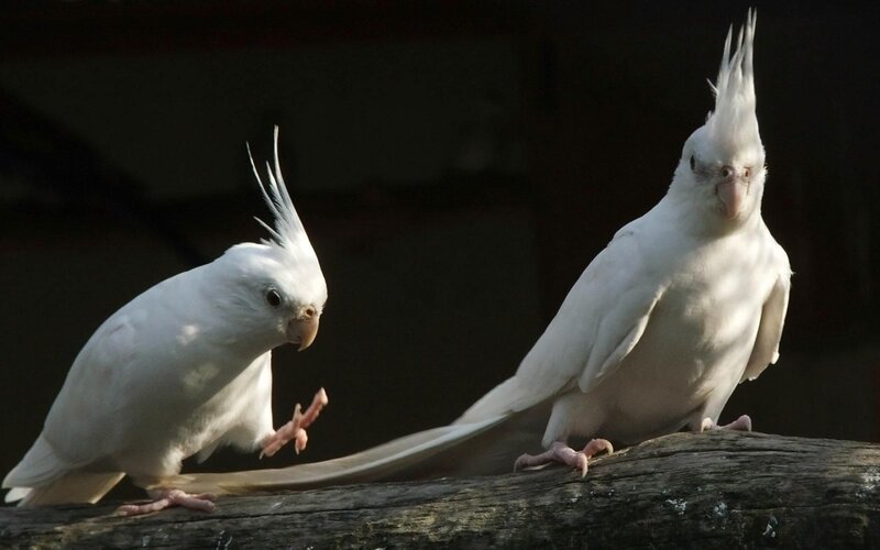 Two White Cockatiels
