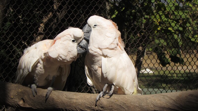 Two White Cockatoos — Calm, Afternoon, Photograph