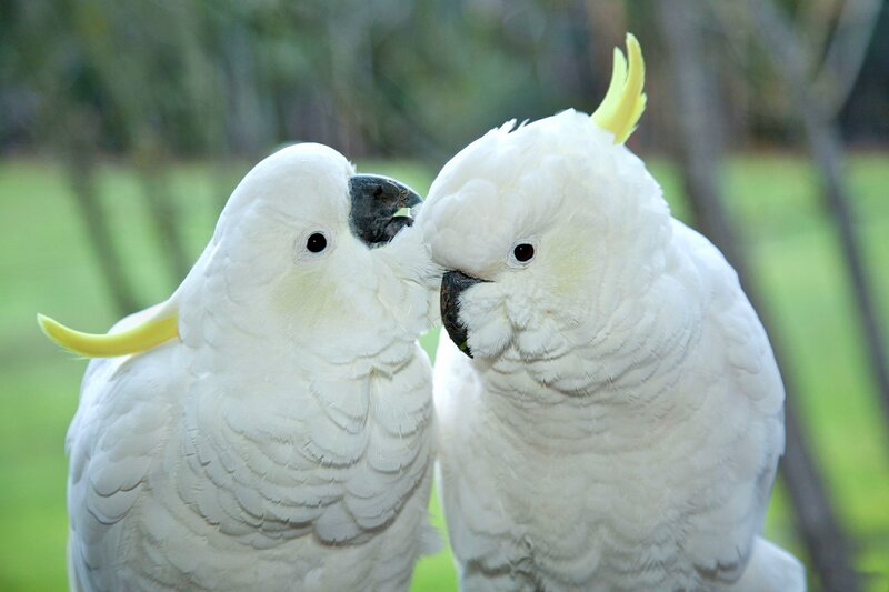 Two White Cockatoos — Calm, Afternoon