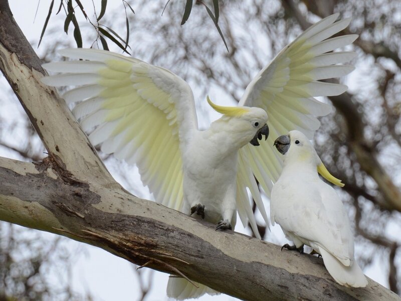 Two White Cockatoos — Calm