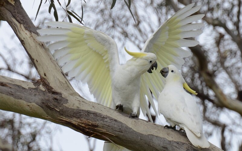 Two White Cockatoos — Natural