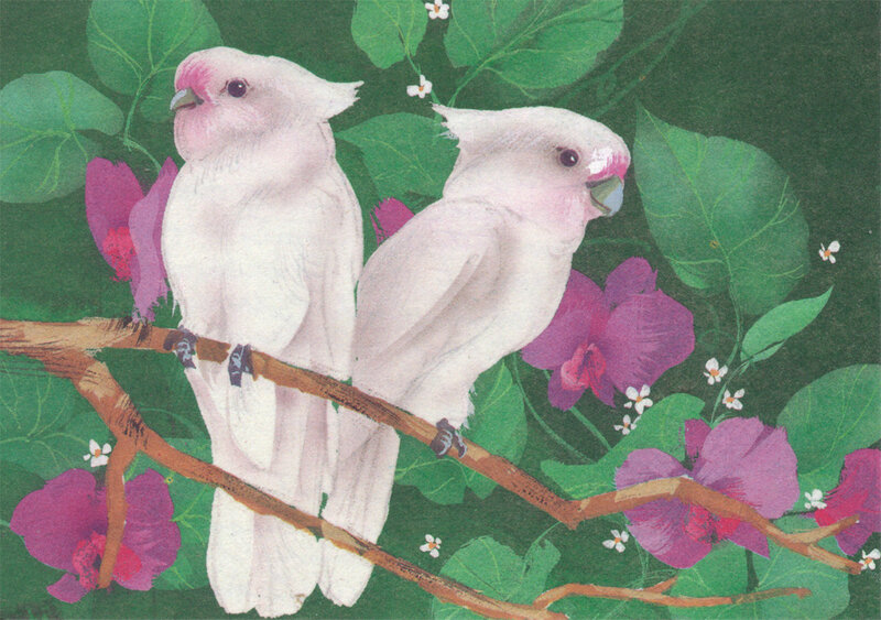 Two White Cockatoos — Serene