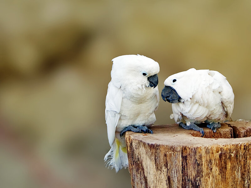 Two White Cockatoos