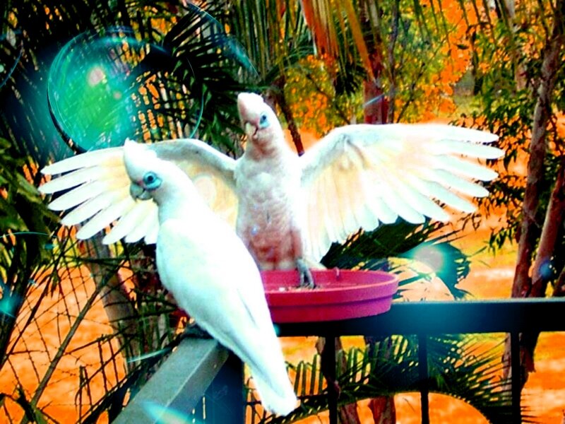 Two White Cockatoos — Vibrant