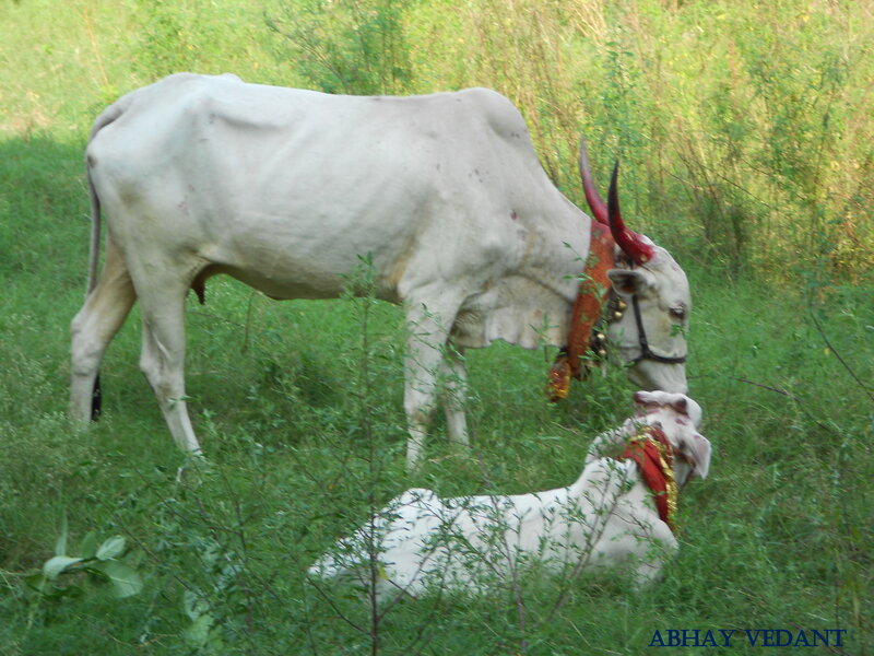 Two White Cows in Grass