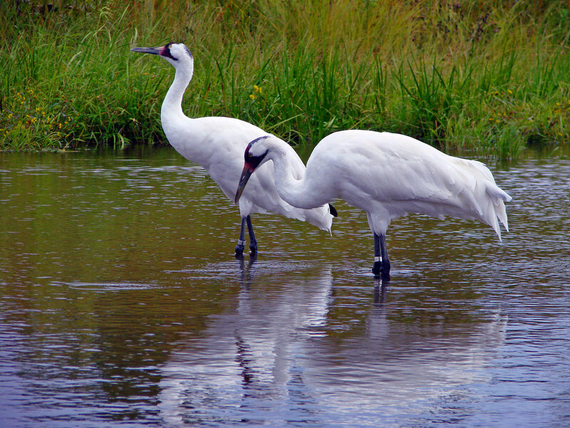 Two White Cranes