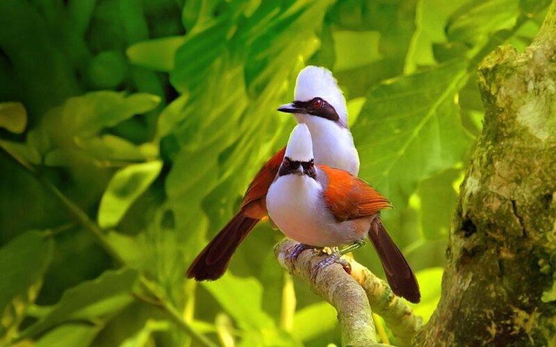 Two White-crested Birds — Green