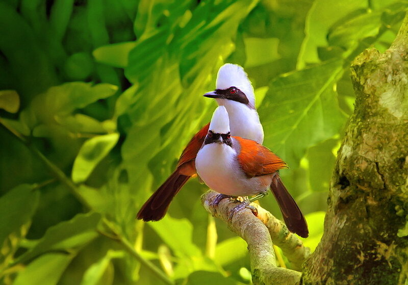 Two White-crested Birds