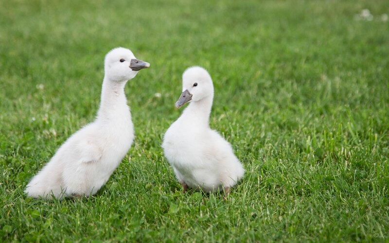 Two White Cygnet Ducklings