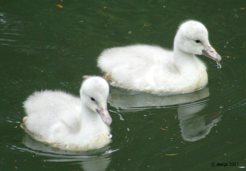 Two white cygnets swimming