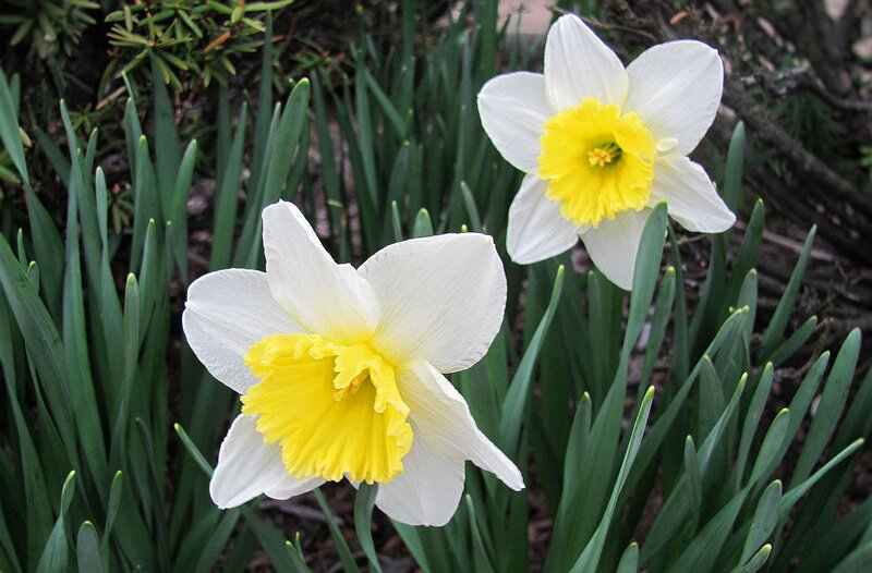 Two White Daffodils — Calm, Spring, Photograph